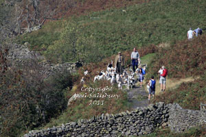 Fell Hounds in the Lake District pictures by Betty Fold Gallery